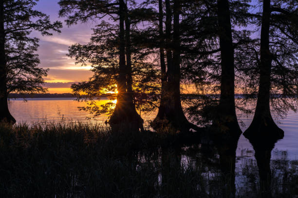 Sunset at Reelfoot Lake in TN Cypress trees  and a gorgeous sunset with pink, purple, and orange  tones at Reelfoot Lake State Park, TN.  The trees are in silhouette. reelfoot lake stock pictures, royalty-free photos & images