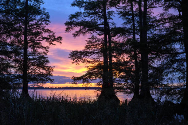 Sunset at Reelfoot Lake in TN Cypress trees  and a gorgeous sunset with pink, purple, and orange  tones at Reelfoot Lake State Park, TN reelfoot lake stock pictures, royalty-free photos & images