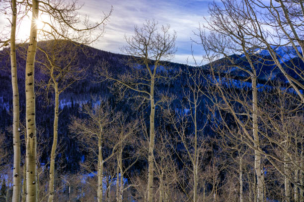Mountain Sunset in Winter Through Aspen Trees - Nature scenic with mountain views, fresh snow and warm solstice light.