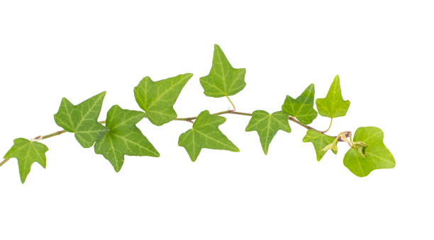 istock ivy leaves isolated on white 1295144264
