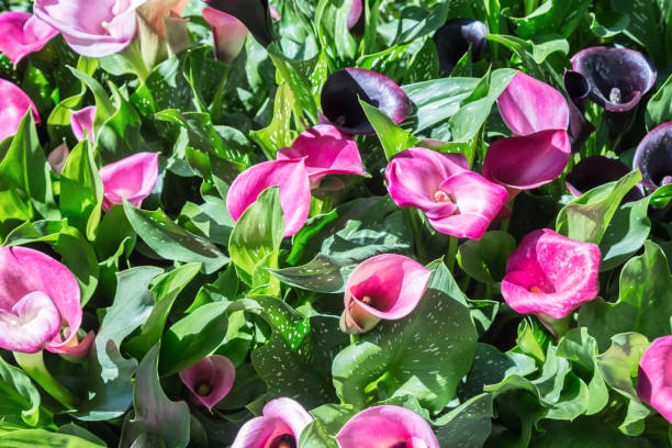 istock Beautiful many calla lilies. 1295146046