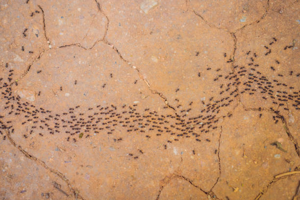 Background, ants running, ants cord, many ants fast on dirt road