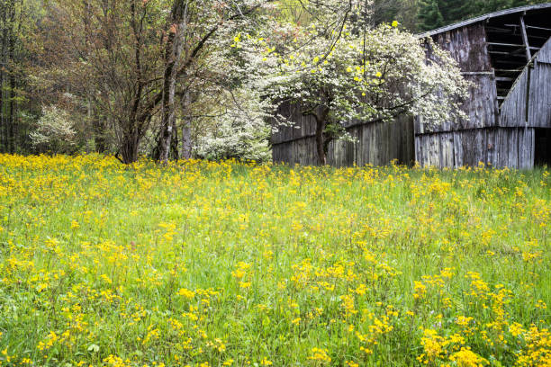 istock Springtime in the country 1295147359