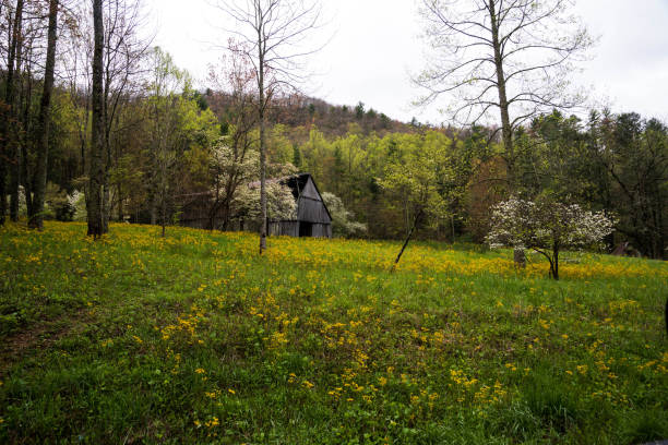 istock Springtime in the country 1295147489