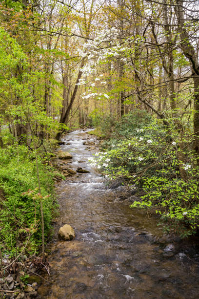 istock Springtime in the country with dogwood blossoms 1295147587