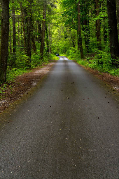 istock Country road in the springtime in a forest 1295147650