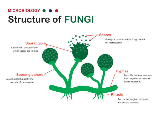 Biology diagram shows the basic structure of fungi (mold, bread mold) Biology diagram shows the basic structure of fungi (mold, bread mold) hypha stock illustrations