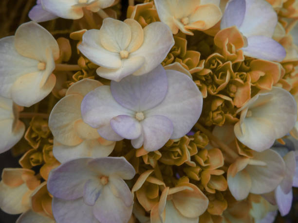 istock Yellow foliage and flowers 1295156948