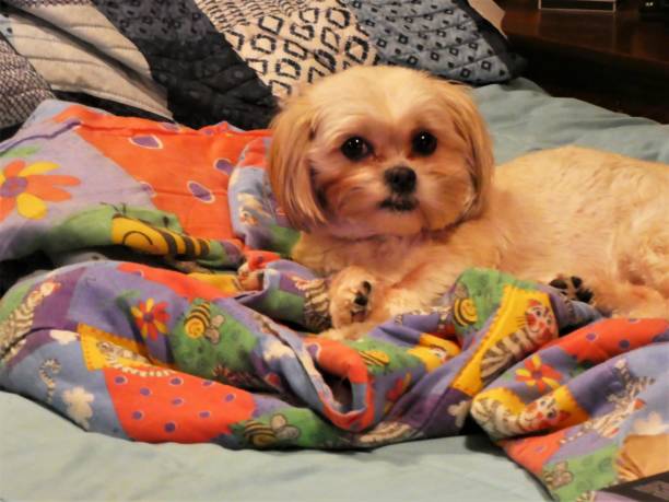 istock Cute Small Dog Lying on a Colorful Blanket on a Bed 1295159376