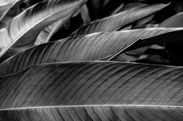 green leaf texture green leaf texture, dark green foliage nature background, tropical leaf tropical tree photos stock pictures, royalty-free photos & images