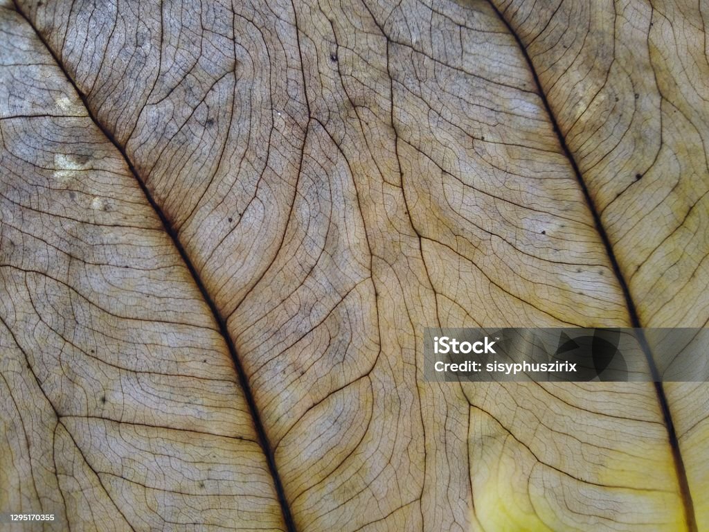 Leaf Vein Texture Partially Dreid Leaf Stock Photo - Download Image Now ...