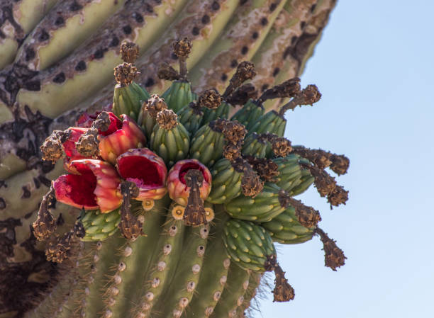 istock Red saguaro cactus flowers and buds 1295170714