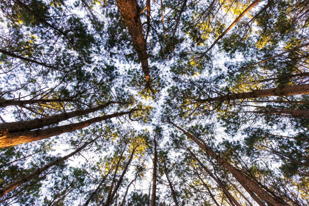 pino con luce solare nella pineta. - pine pine tree tree branch foto e immagini stock