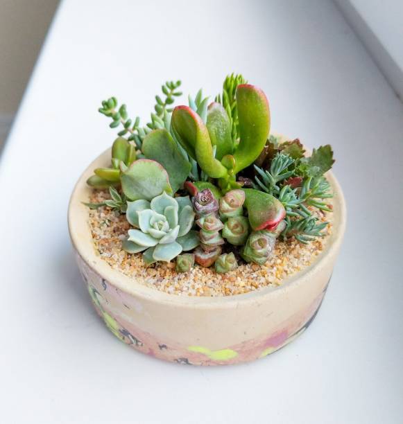 istock Succulent terrarium planted in concrete cylindrical pot 1295175217
