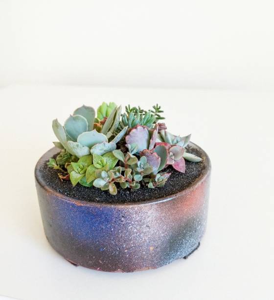 istock Succulent terrarium planted in concrete cylindrical pot 1295175226