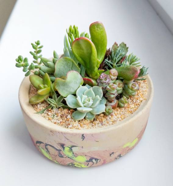Succulent terrarium planted in concrete cylindrical pot