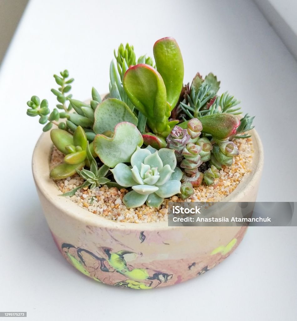 Succulent terrarium planted in concrete cylindrical pot Terrarium Stock Photo