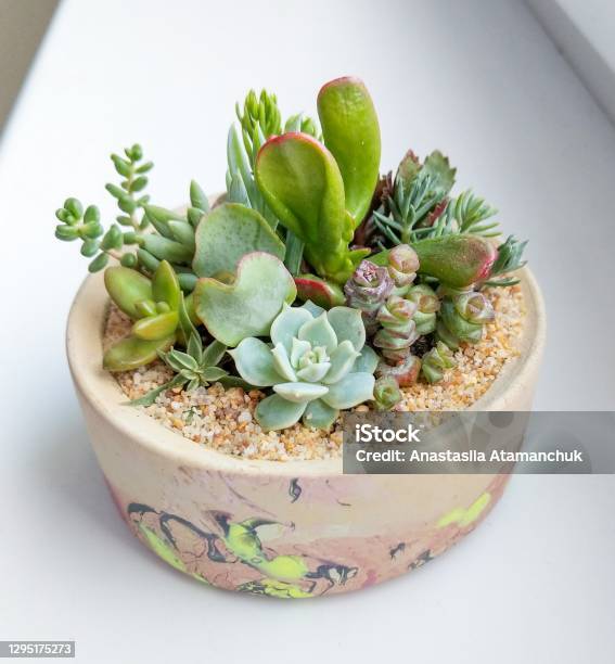 Succulent Terrarium Planted In Concrete Cylindrical Pot Stock Photo - Download Image Now