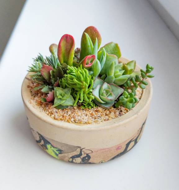 istock Succulent terrarium planted in concrete cylindrical pot 1295175353