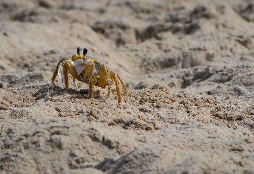 yellow crab on the beach digging holes