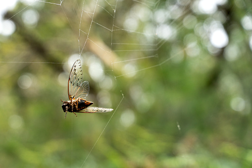 Cicada trying to break out of the spider web
