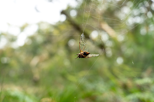 A spider (Agelena labyrinthica) in the undergrowth, in the midst of its intricate web funnel trap and surrounded by its food cache of dead or immobilised insects.