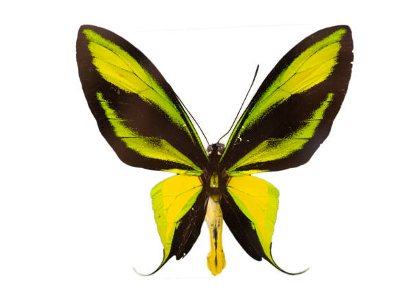 istock The paradise birdwing (Ornithoptera paradisea) male white background 1295187881