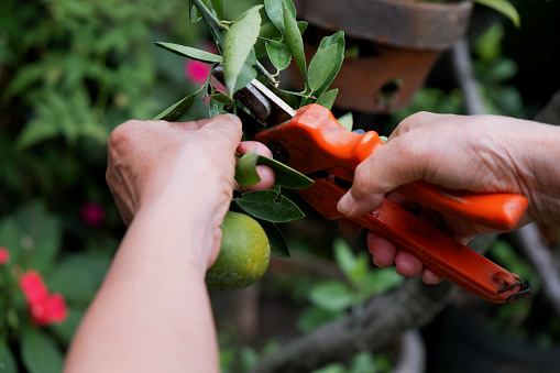 Close up shot of an unrecognizable senior woman cutting fresh lime with pruning shears, in her backyard