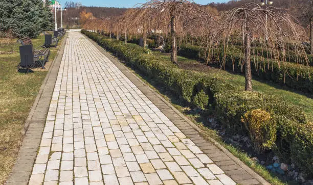 Photo of Avenue of weeping cherry Pendula