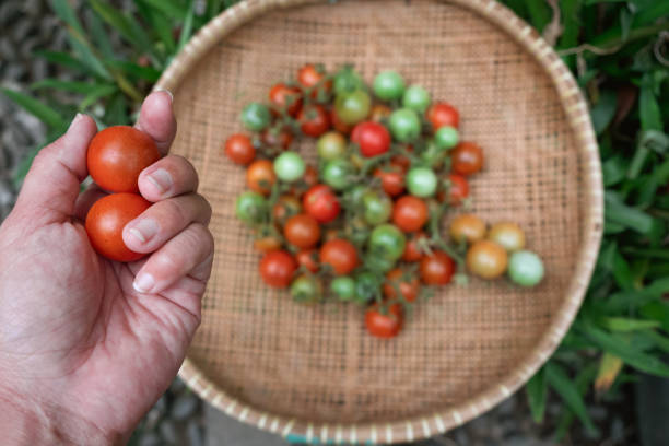 Close up shot of unrecognizable female hands holding a fresh cherry tomato on her hand, with a background of a woven tray basket in which full of tomatoes harvest.