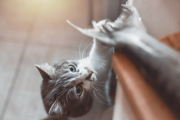 istock A hungry cat steals fish from the cutting board on the table. 1295191280