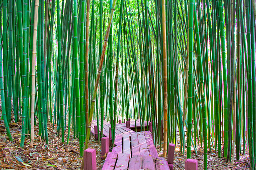 Bamboo grove with wood flooring.