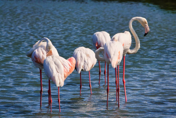 istock Some Greater Flamingo (Phoenicopterus roseus) standing in the pond. 1295192687