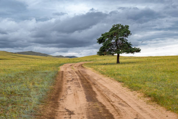 A lonely tree by the road against the backdrop of endless fields, meadows and hills on a cloudy summer day on Olkhon island, Russia. Landscape with a country road and a stormy sky.