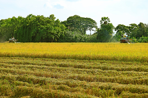 Two Combine Machines Working in the Golden Paddy Field on the Harvest Season