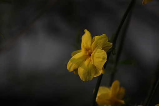 Spot metering of Winter Jasmine: sunshine shining on the yellow blossoms. Grey background. Early spring.