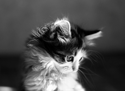 Small kitten in sunlight. Black and white image