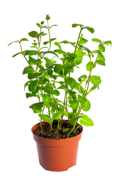 istock Bush of fragrant mint in a pot on a white background 1295198702