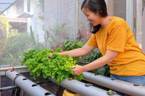 cheerful young woman growing hydroponic spinach at home - homegrown produce environment greenhouse futuristic imagens e fotografias de stock