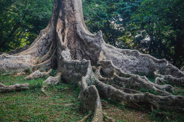 istock Buttress Roots in Bogor Botanical Garden 1295207618