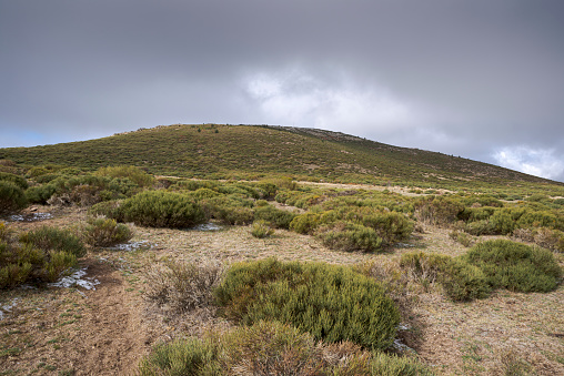 High-mountain scrublands of Cytisus oromediterraneus