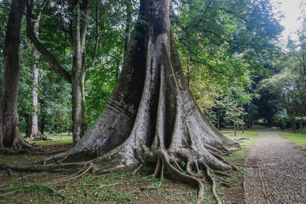 istock Buttress Roots in Bogor Botanical Garden 1295210702