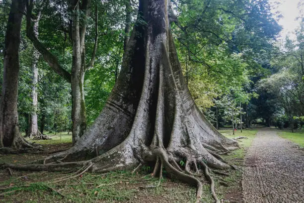 Photo of Buttress Roots in Bogor Botanical Garden