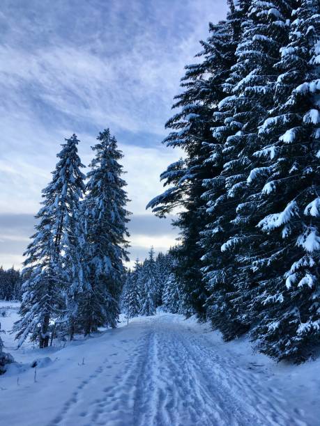 istock Winter snow-covered Bavarian forest 1295213881