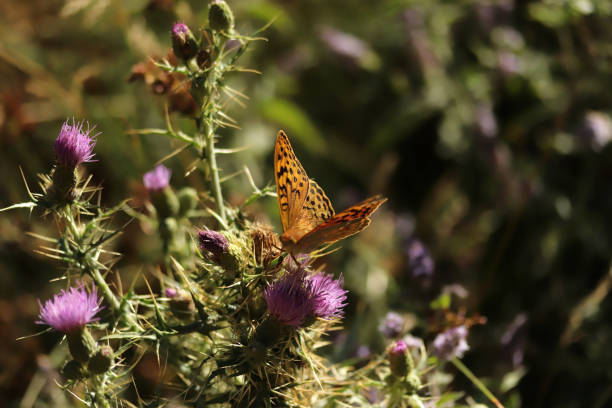 Butterfly on pink thistle. Nature background.