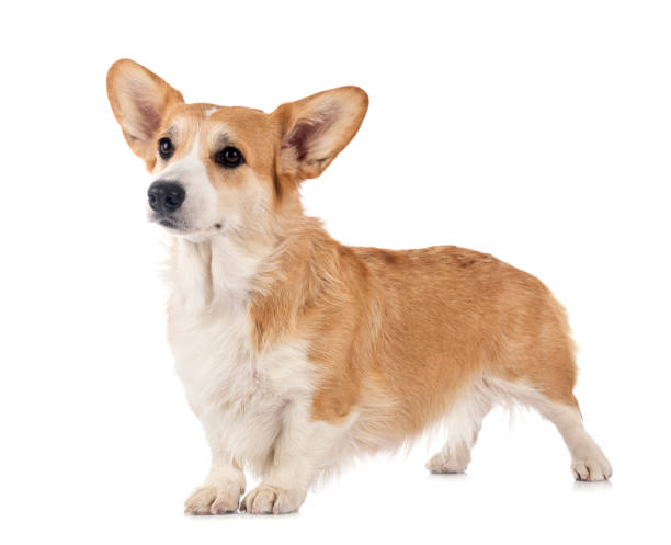 istock young Pembroke Welsh Corgi 1295215452