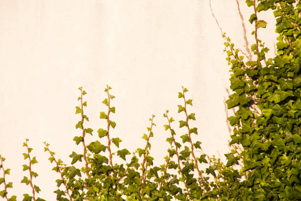 istock Green ivy leaves covering wall in rows. 1295215903