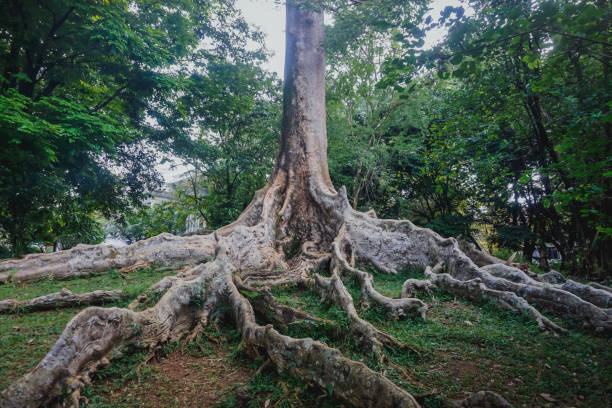 istock Buttress Roots in Bogor Botanical Garden 1295222559