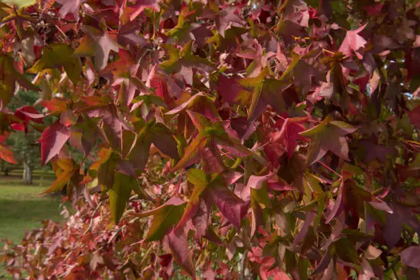Photo of Close Up of Bright Red Leaves on a Deciduous American Sweet Gum Tree (Liquidambar styraciflua'Schock's Gold') Growing in a Garden in Rural Devon, England, UK