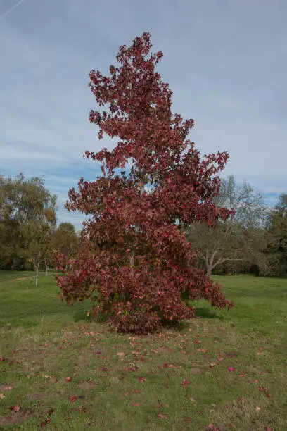 Photo of Bright Red Autumn Foliage on a Deciduous American Sweet Gum Tree (Liquidambar styraciflua 'Schock's Gold') Growing in a Garden in Rural Devon, England, UK